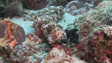 Blackspotted Sea Cucumber on a reef