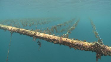 Agar ropes underwater