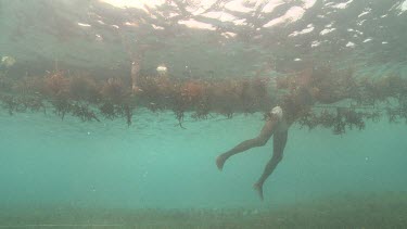 Harvesting Agar from ropes underwater