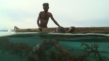 Harvesting Agar from ropes underwater