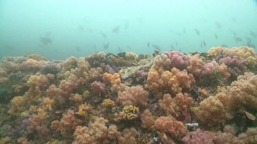 Soft Coral and Sea Anemones on a reef