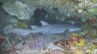 Tawny Nurse Shark on a reef