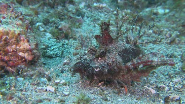 Spiny Devilfish camouflaged on the ocean floor