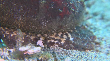 Close up of a Spiny Devilfish