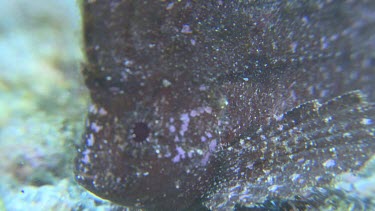 Close up of leaf-like Cockatoo Waspfish swimming on the ocean floor