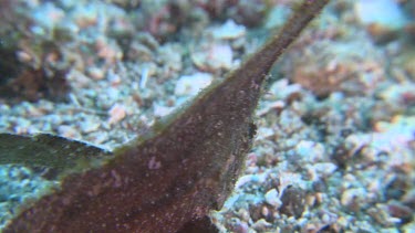 Close up of leaf-like Cockatoo Waspfish swimming on the ocean floor