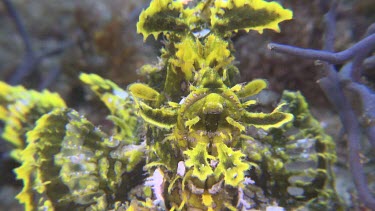 Close up of yellow Weedy Scorpionfish on the ocean floor