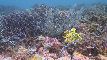 Yellow Weedy Scorpionfish on the ocean floor