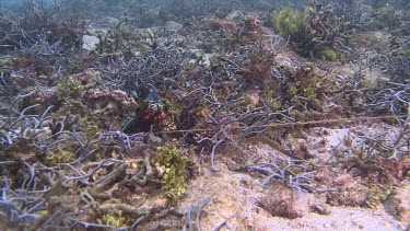 Peacock Mantis Shrimp walking on the ocean floor