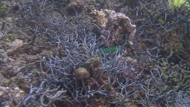 Peacock Mantis Shrimp walking on the ocean floor