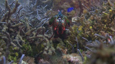 Peacock Mantis Shrimp walking on the ocean floor