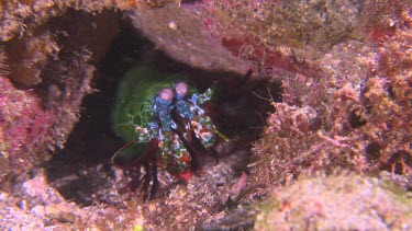 Close up of Peacock Mantis Shrimp in a rock cave