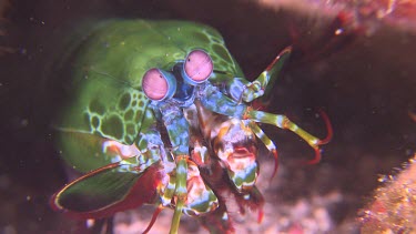 Close up of Peacock Mantis Shrimp