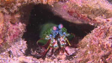 Close up of Peacock Mantis Shrimp in a rock cave