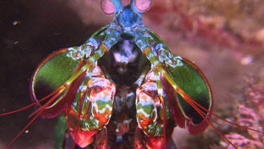 Close up of Peacock Mantis Shrimp