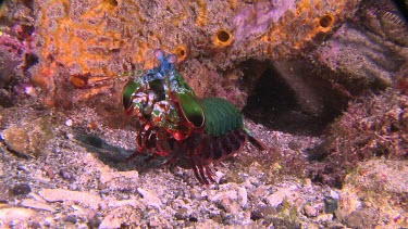 Close up of Peacock Mantis Shrimp leaving a rock cave