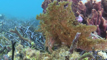Yellow Weedy Scorpionfish swimming along the ocean floor