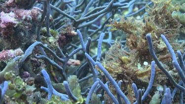 Yellow Weedy Scorpionfish camouflaged on the ocean floor