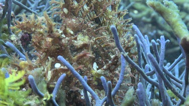 Yellow Weedy Scorpionfish camouflaged on the ocean floor