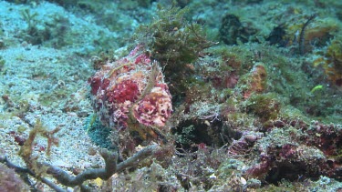 Anemone Hermit Crab and Peacock Mantis Shrimp on the ocean floor