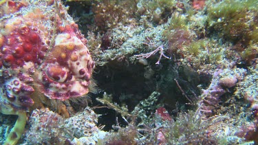 Anemone Hermit Crab and Peacock Mantis Shrimp on the ocean floor