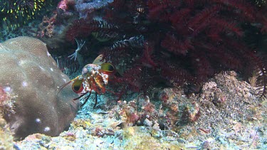 Peacock Mantis Shrimp on the ocean floor