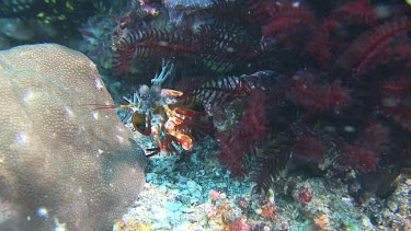 Peacock Mantis Shrimp on the ocean floor