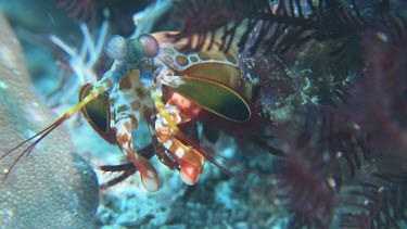 Close up of Peacock Mantis Shrimp