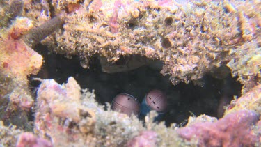 Close up of Peacock Mantis Shrimp eyes inside a hole