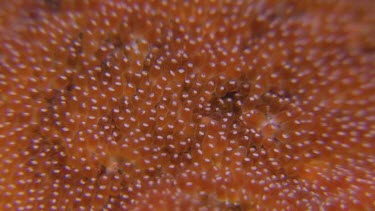 Close up of Anemonefish eggs