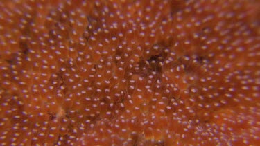 Close up of Anemonefish eggs
