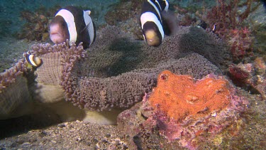 Close up of Anemonefish and eggs