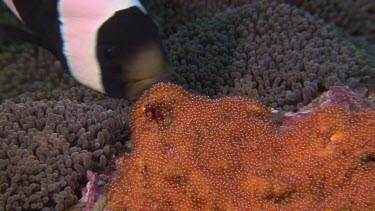 Close up of Anemonefish and eggs