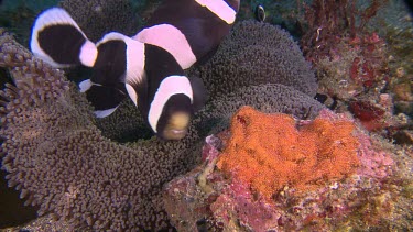 Close up of Anemonefish and eggs