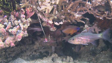 Ringed Pipefish in coral