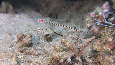 Pair of Ringed Pipefish in a coral reef