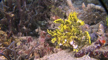 Green Weedy Scorpionfish on a coral reef