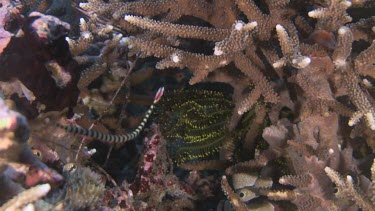 Pair of Ringed Pipefish in a coral reef