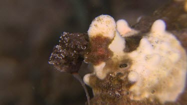Close up of yellow Warty Frogfish