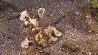 Yellow Warty Frogfish on a coral reef