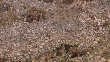 Close up of Camouflaged Peacock Sole