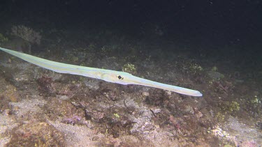 Cornetfish swimming along the ocean floor