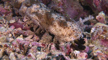 Black Spotted Sea cucumber on a reef