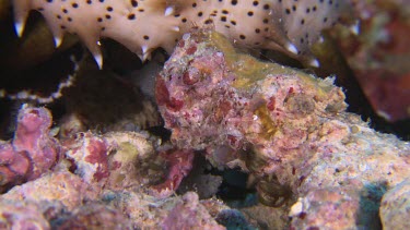 Close up of Black Spotted Sea cucumber on a reef