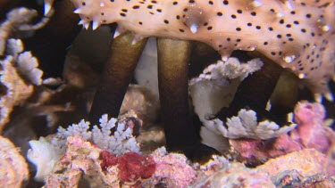 Close up of Black Spotted Sea cucumber on a reef
