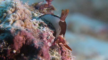 Chamberlain's Nembrotha on a reef