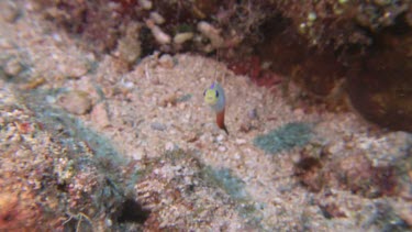 Fire Dartfish swimming in a reef