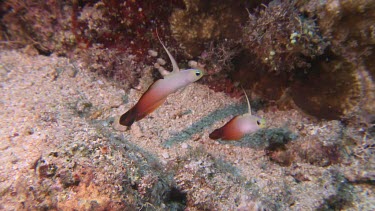 Fire Dartfish swimming in a reef