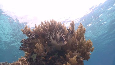 Soft coral in the sunlight