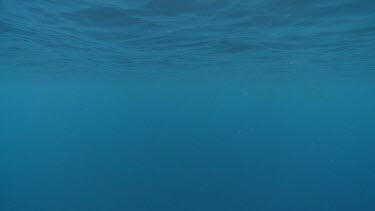 Underwater view of the ocean with Short Fin Pilot Whales far away